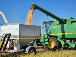 TG: Harvested corn transfered to weigh bin, SHOT 1 8-14-23