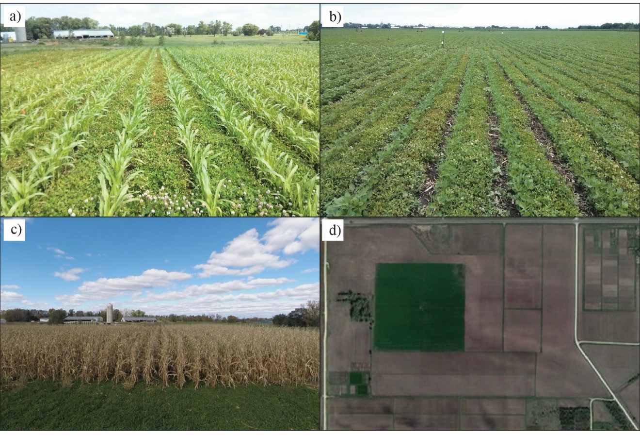 Figure 1. (taken from Dalzell et al., 2024) Examples of the kura clover living mulch system being evaluated as the alternative practice at the Long-Term Agroecosystem Research (LTAR) site in Rosemount, MN, for the Croplands Common Experiment. Early season corn (a) and soybean (b) crops planted into established stands of kura clover; late season corn prior to harvest showing living mulch at the field edge (c) and a Google Earth aerial photo of a kura clover stand on April 3, 2012 (d), illustrating how this practice can contribute to soil cover in cultivated landscapes at times of the year when conventional row crop fields are bare.